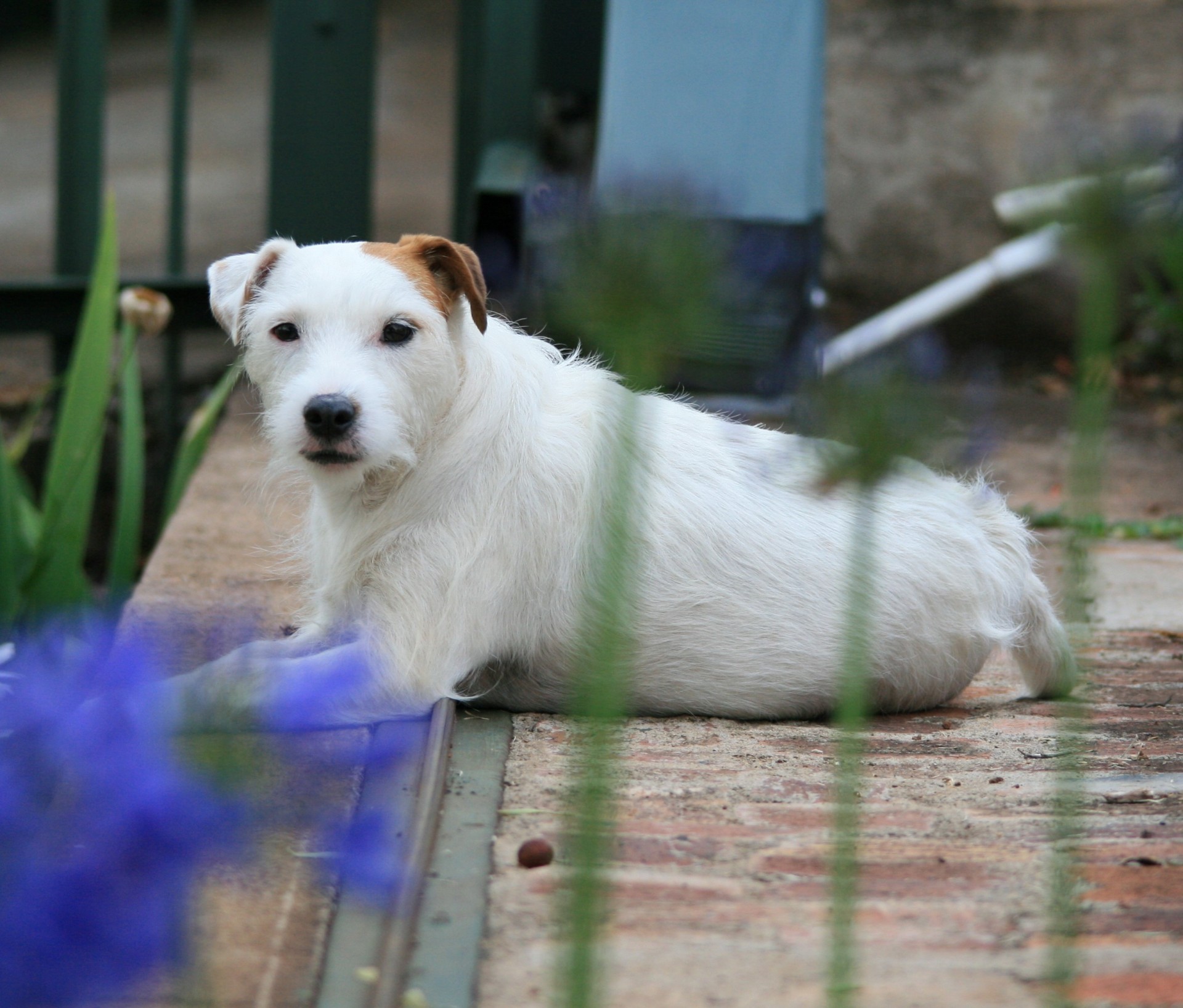 dog terrier jack russell free photo