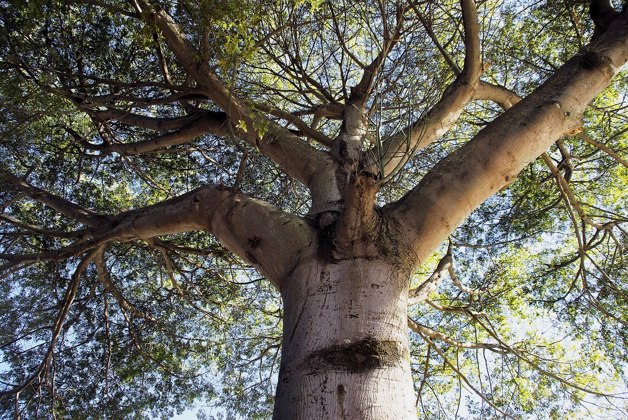 guatemala iron tree tree free photo