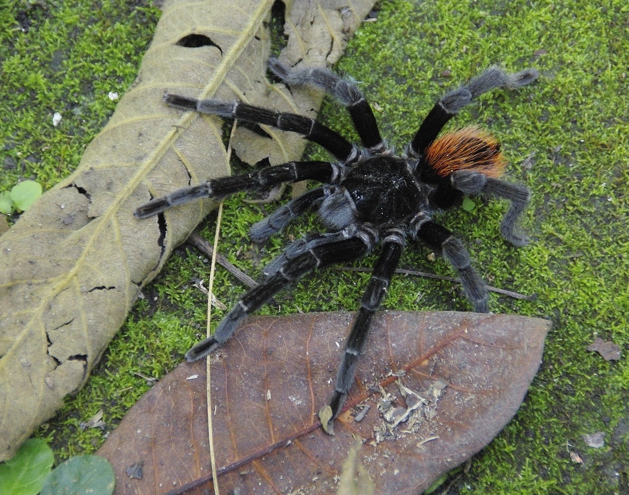 guatemala tarantula spider free photo