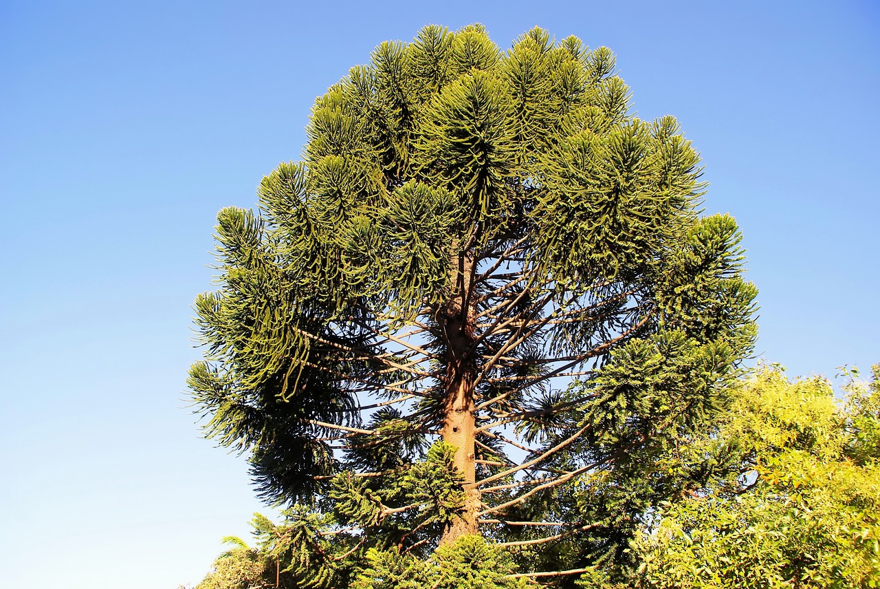 guatemala araucaria araucaria heterophylla free photo