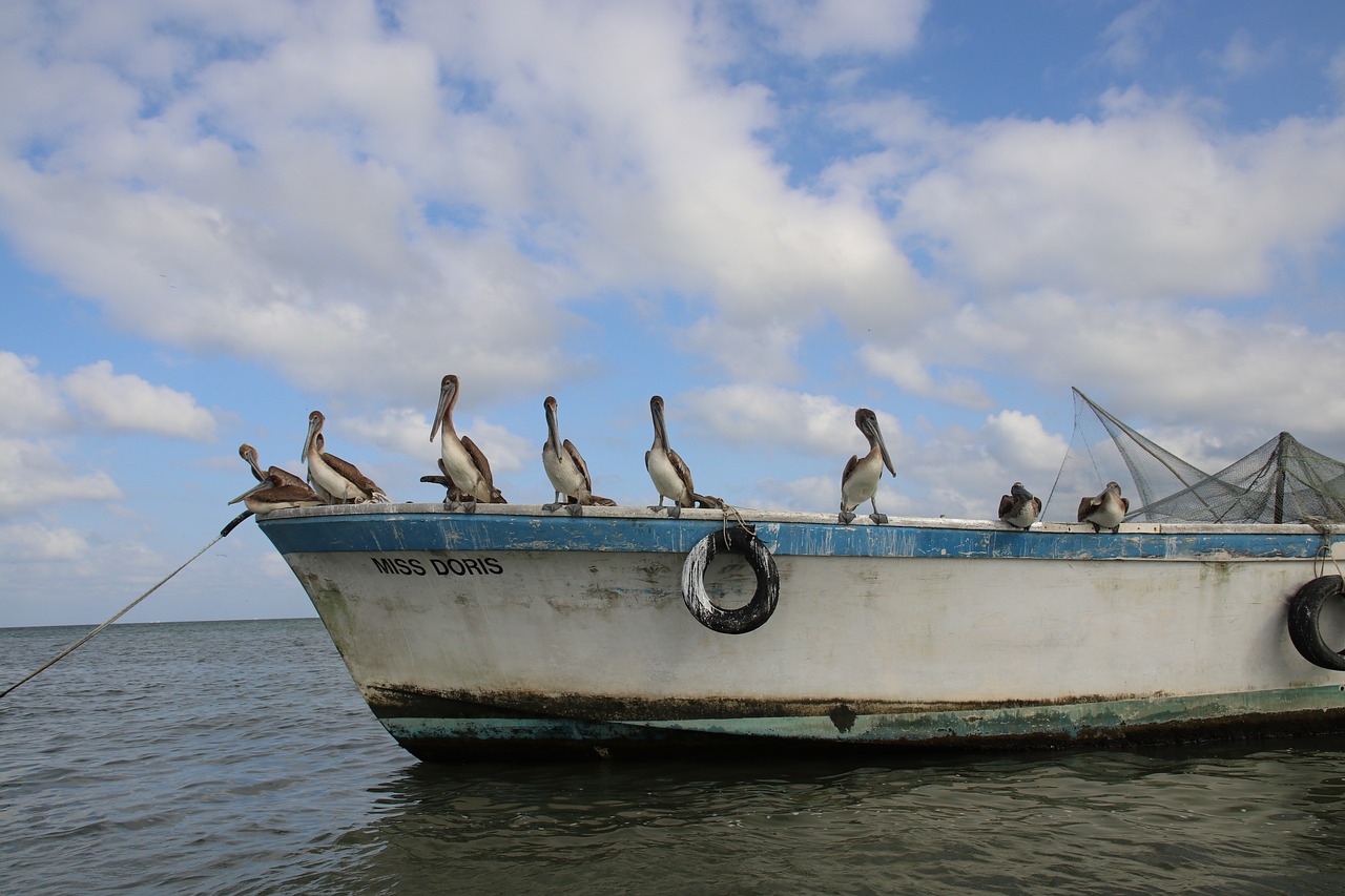 guatemala  nature  birds free photo