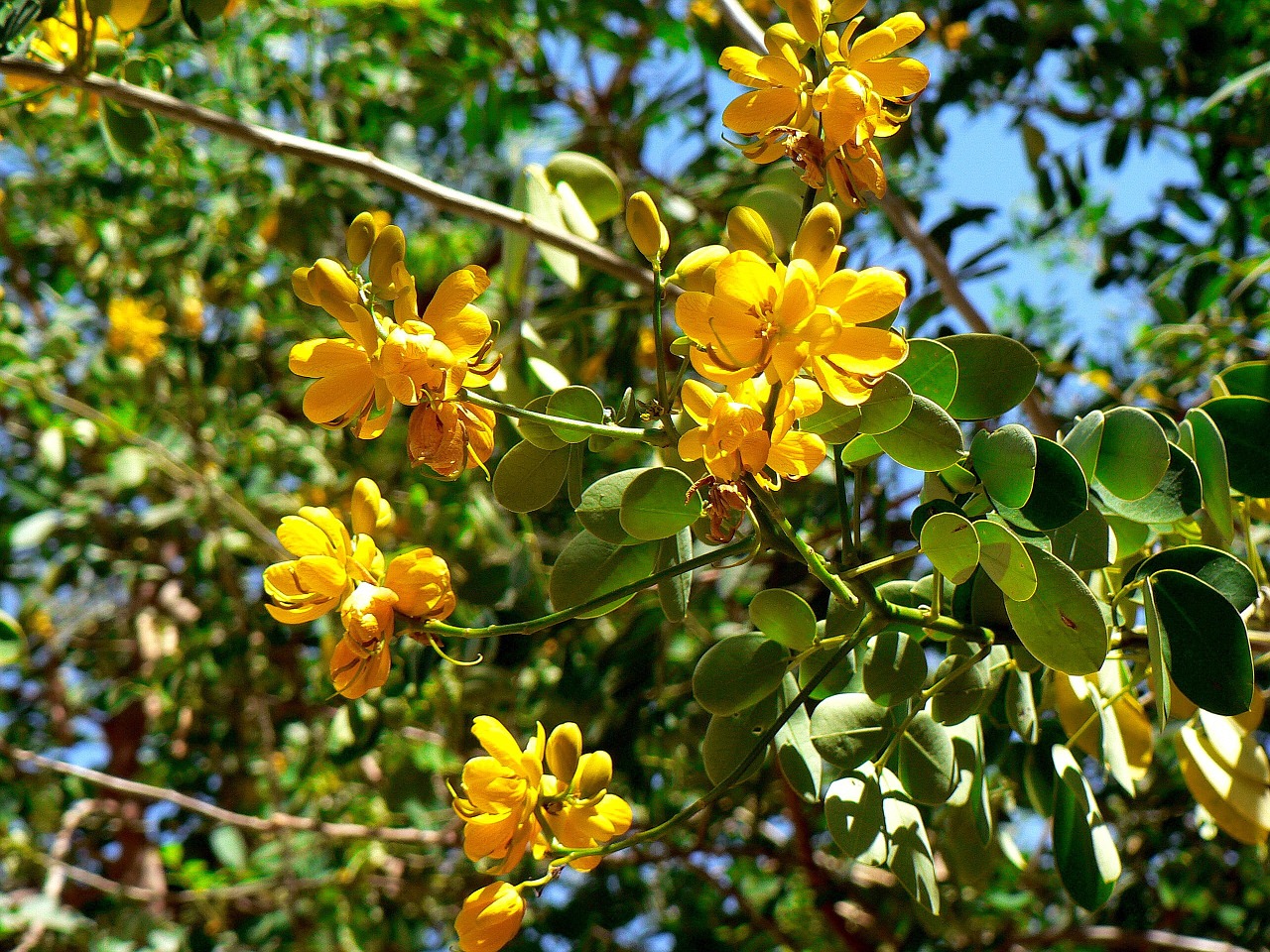 guatemala exotic flower free photo