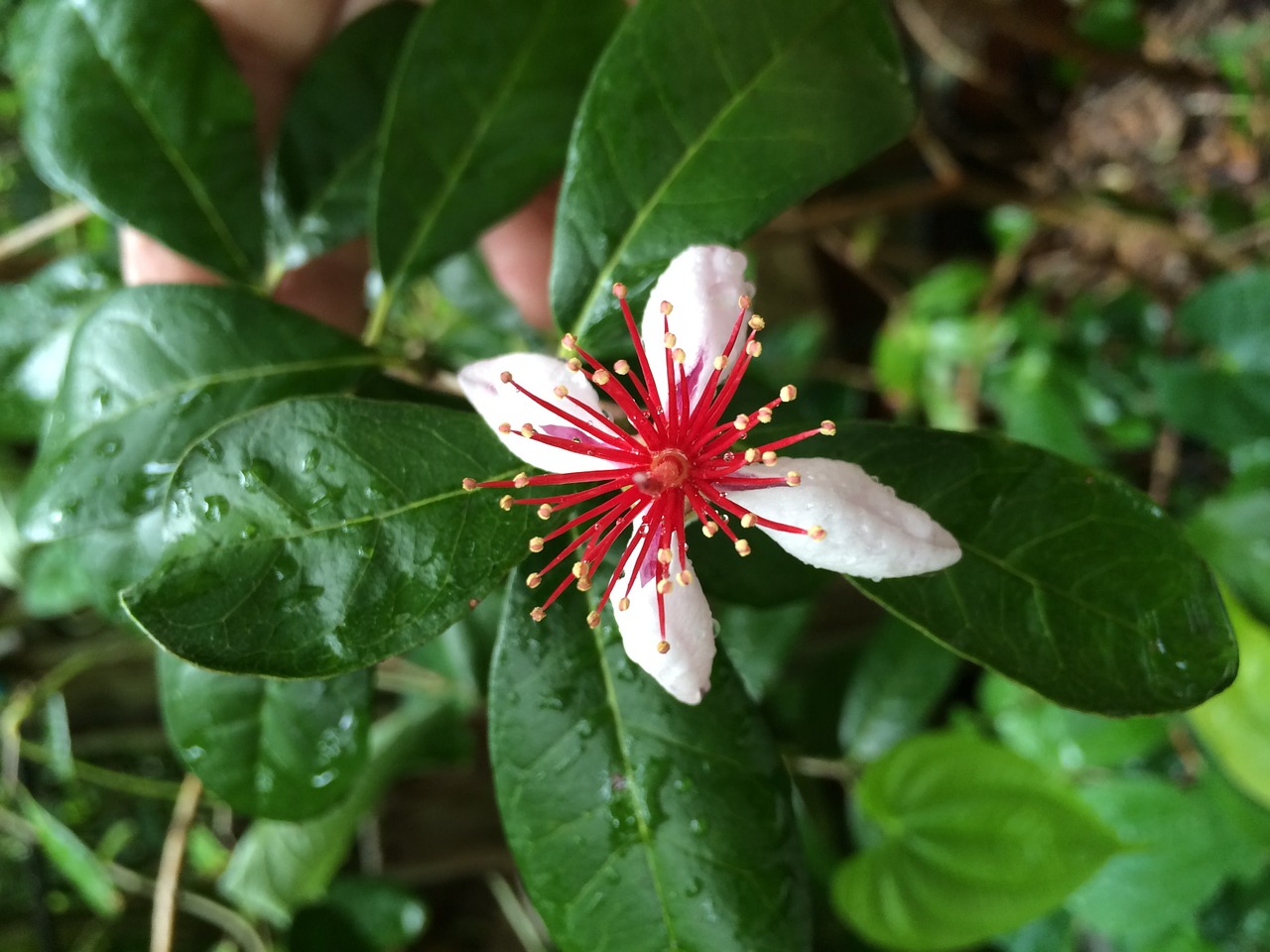 guava bloom flower free photo