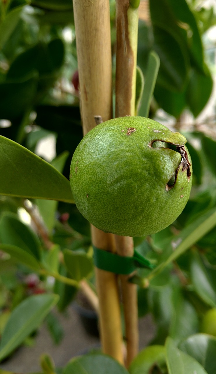 guava tropical plant free photo