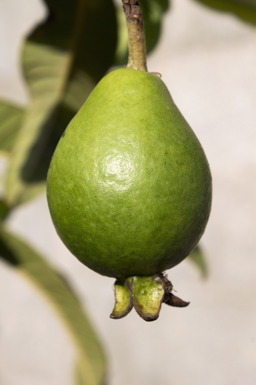 guava fruit green free photo