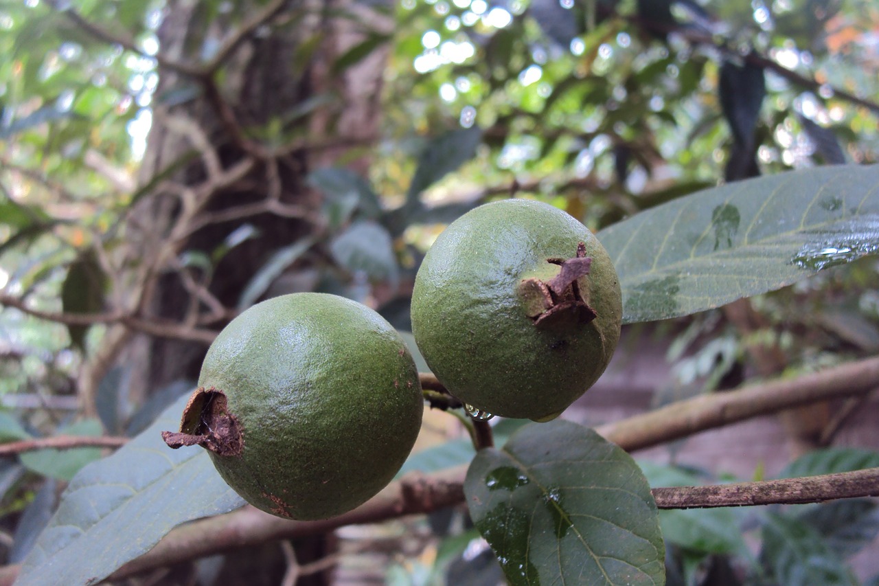 guava unripe fruit green free photo