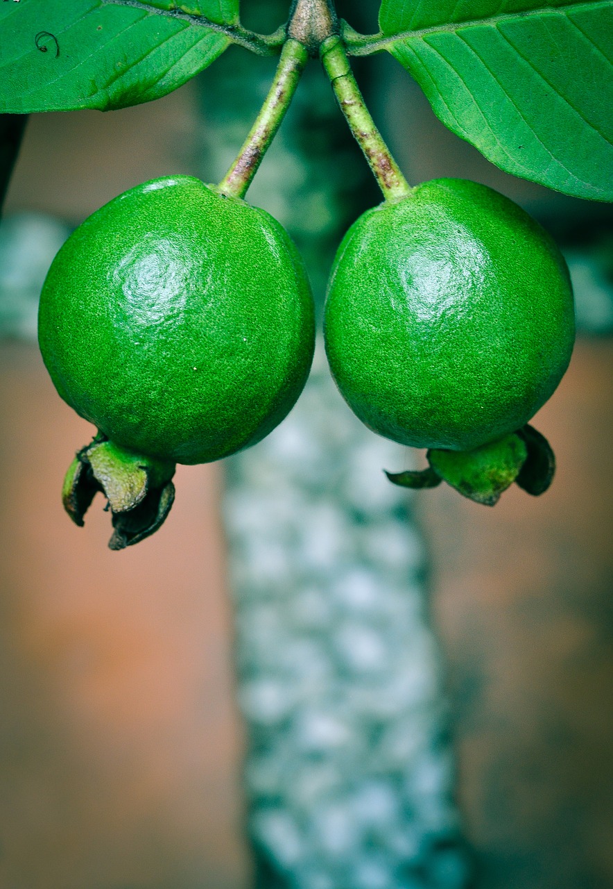 guava green fresh free photo