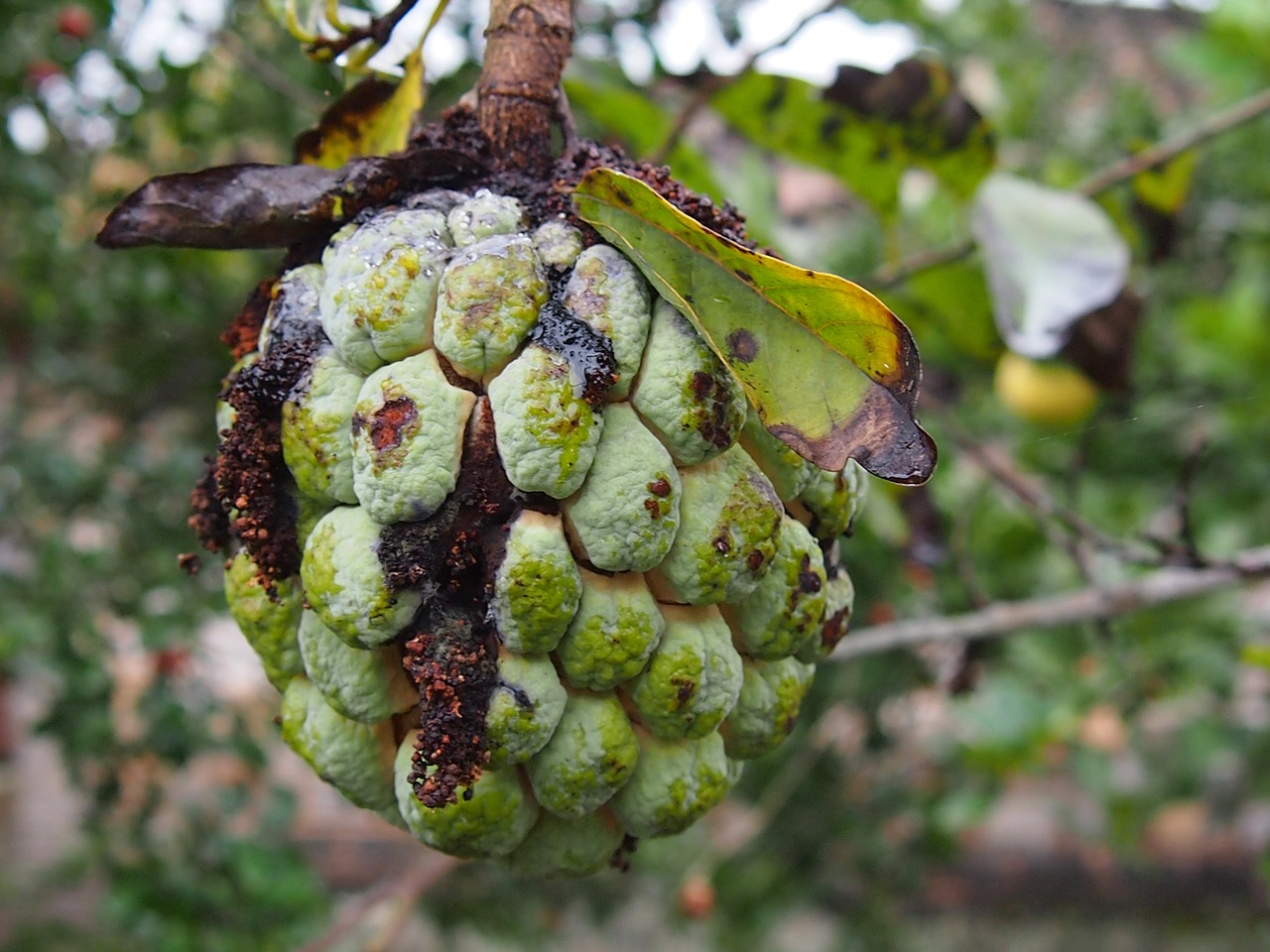 guava fruit rot free photo