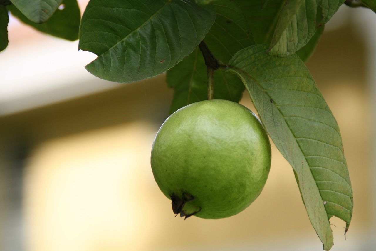 guava green fruits free photo