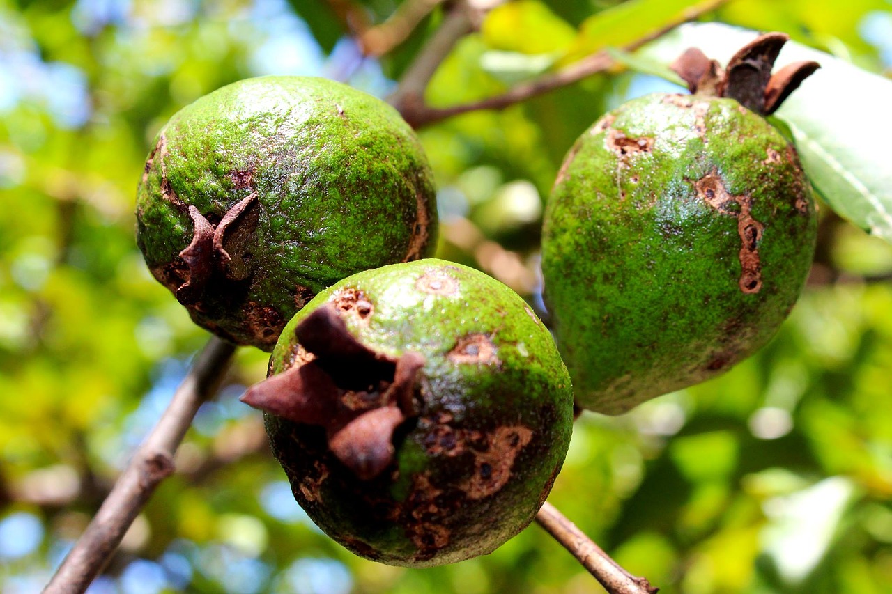 guava green nature free photo