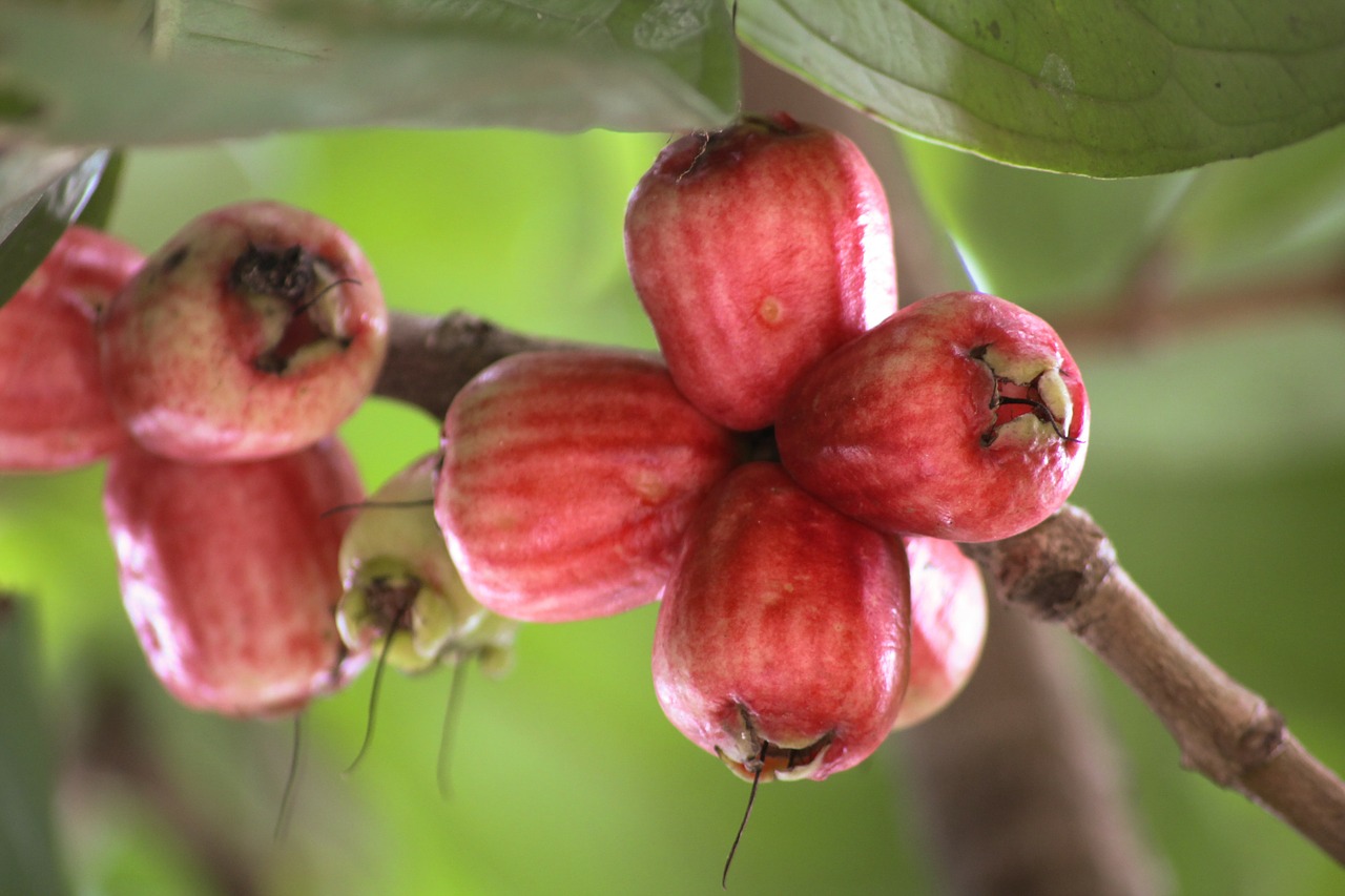 guava fruit red free photo