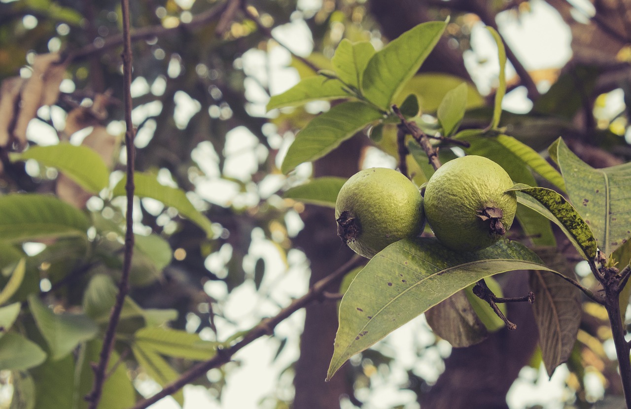 guava fruit nature free photo