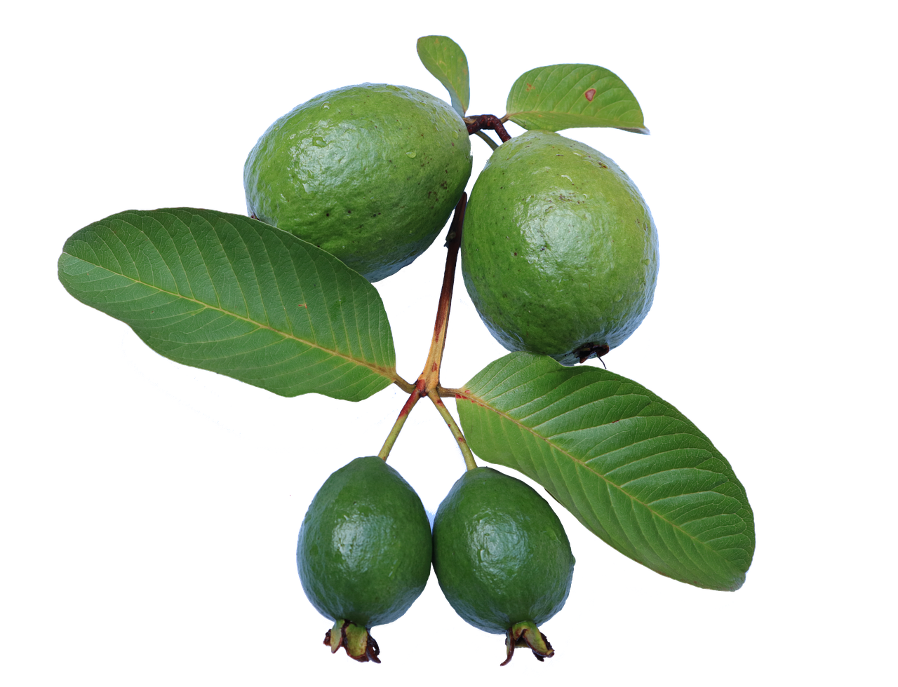 guava leaf jambu biji free photo