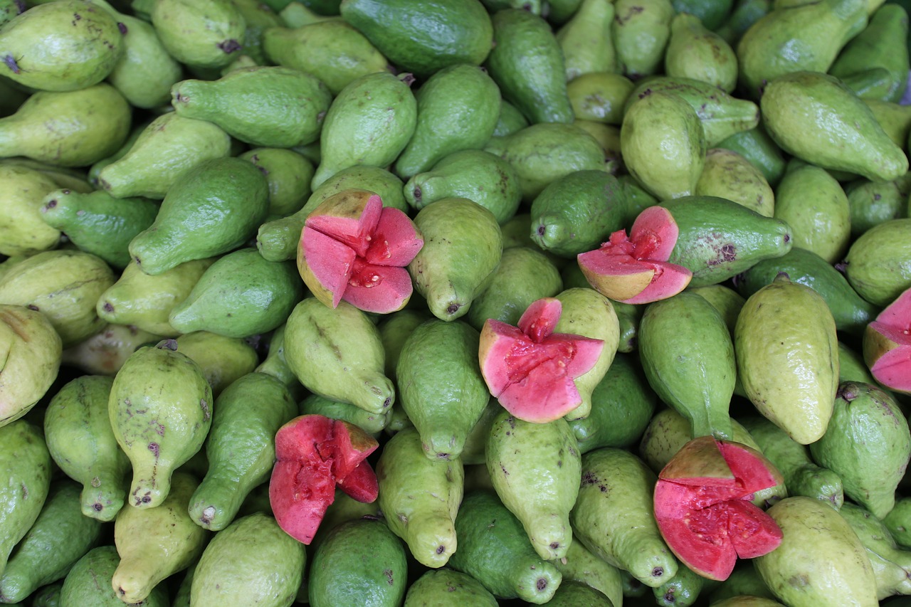 guava fruit healthy free photo