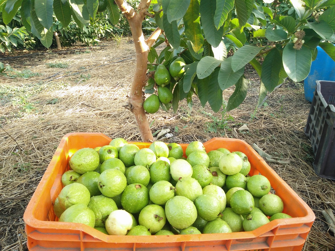 guava fruits guava picking free photo