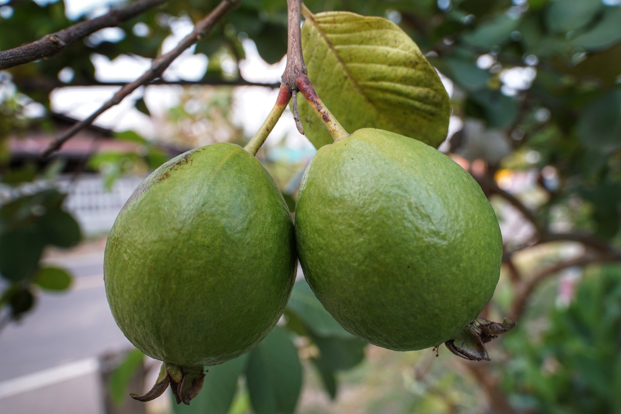 guava  fruit  growth free photo