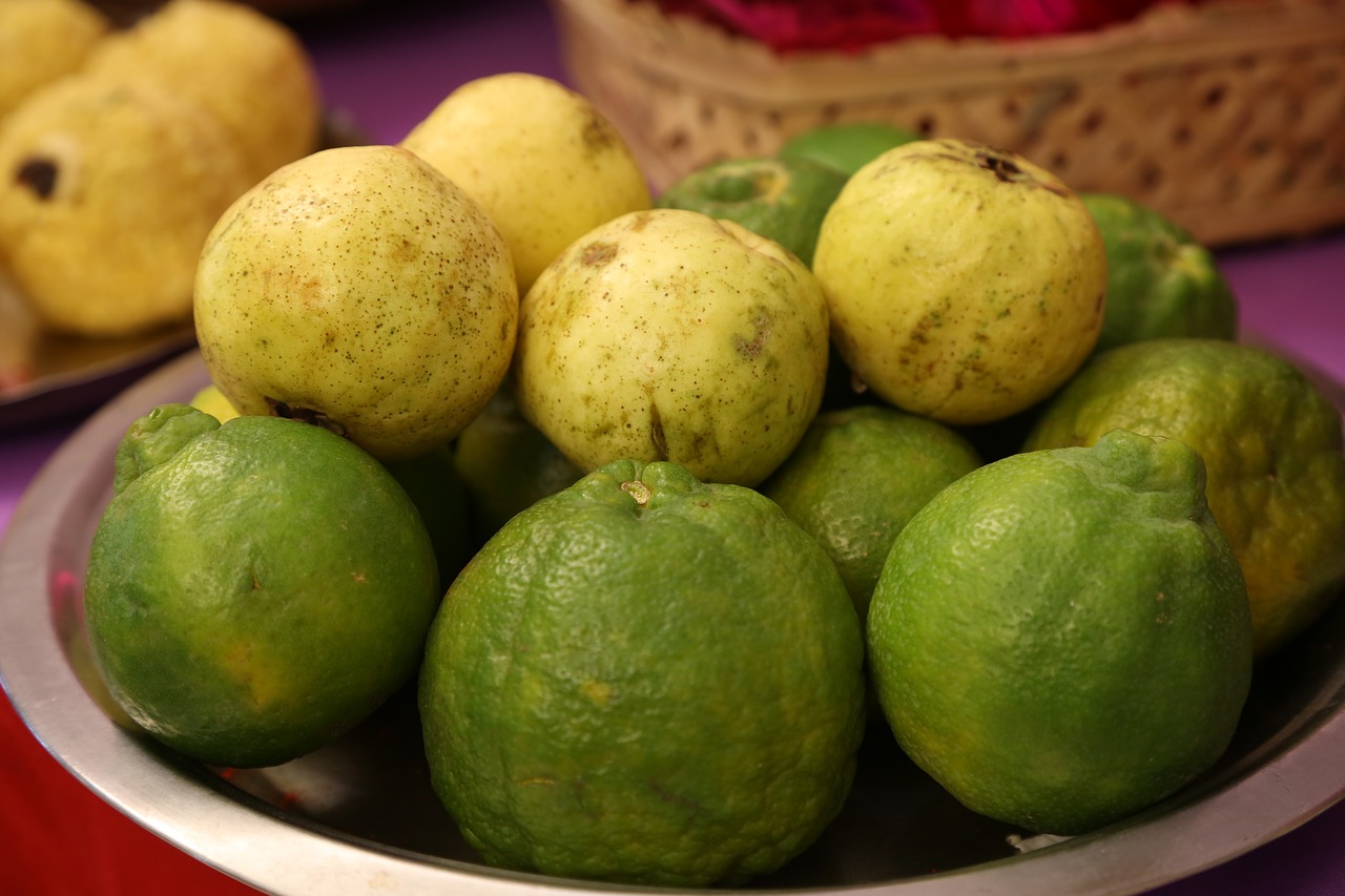 guava  indian guava  jaama kaaya free photo