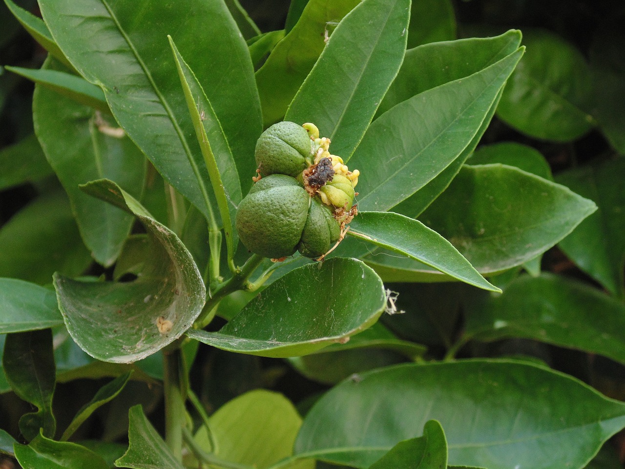 guava  tree  nature free photo