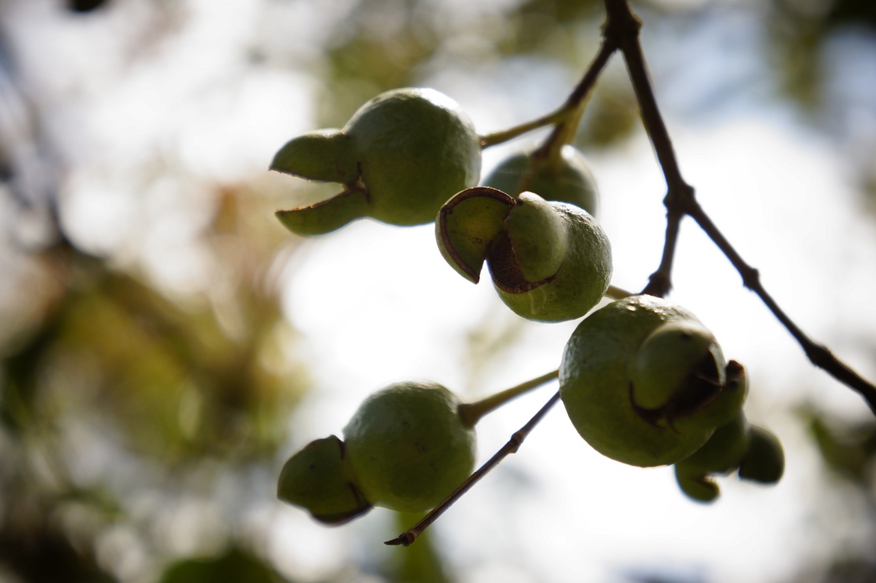 guava  fruit  tree free photo