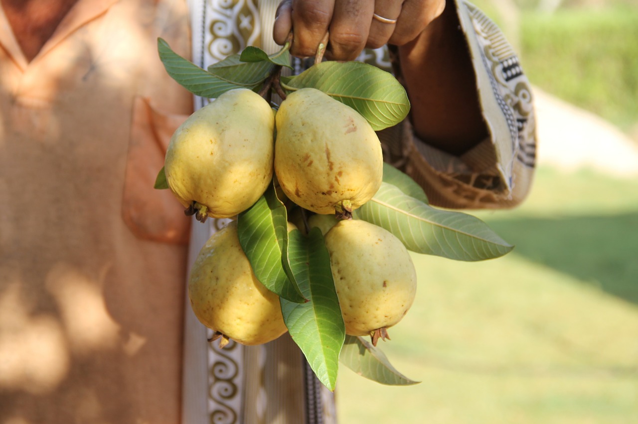 guava fruit fruit growing free photo