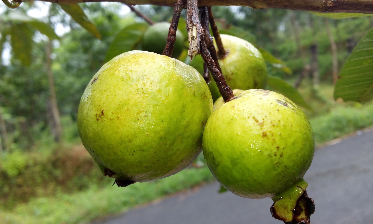 guava guava fruit perakka free photo