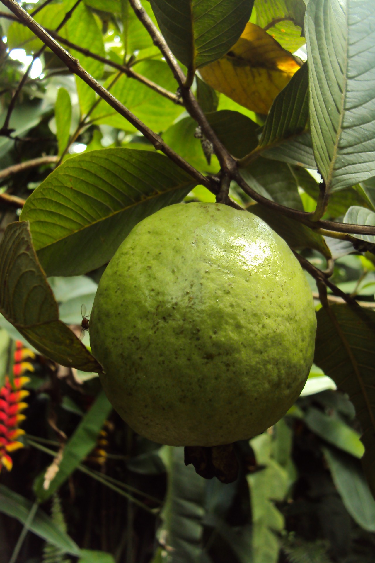 guava guava fruit sri lanka free photo