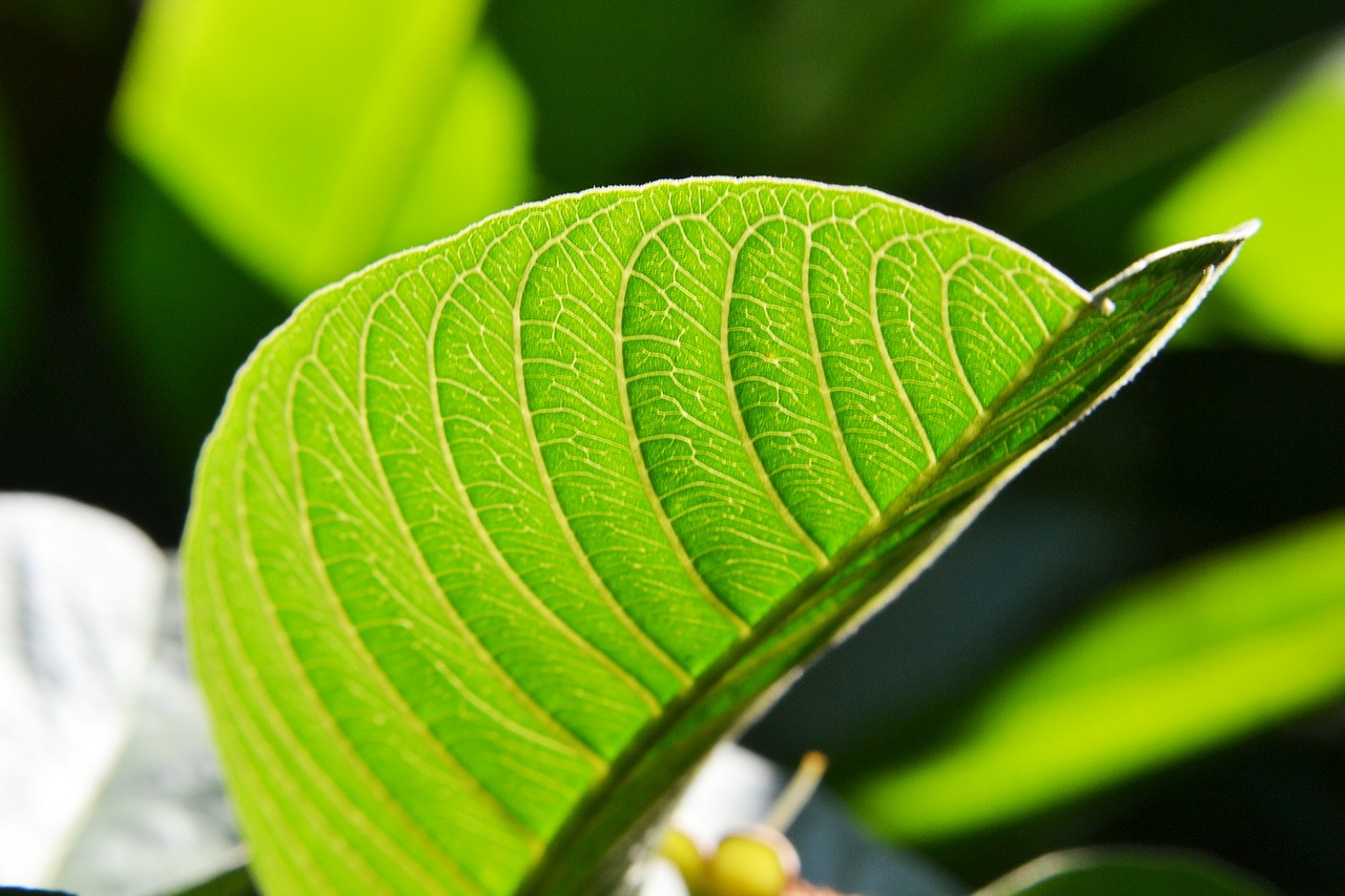 guava leaf sunlight fresh free photo