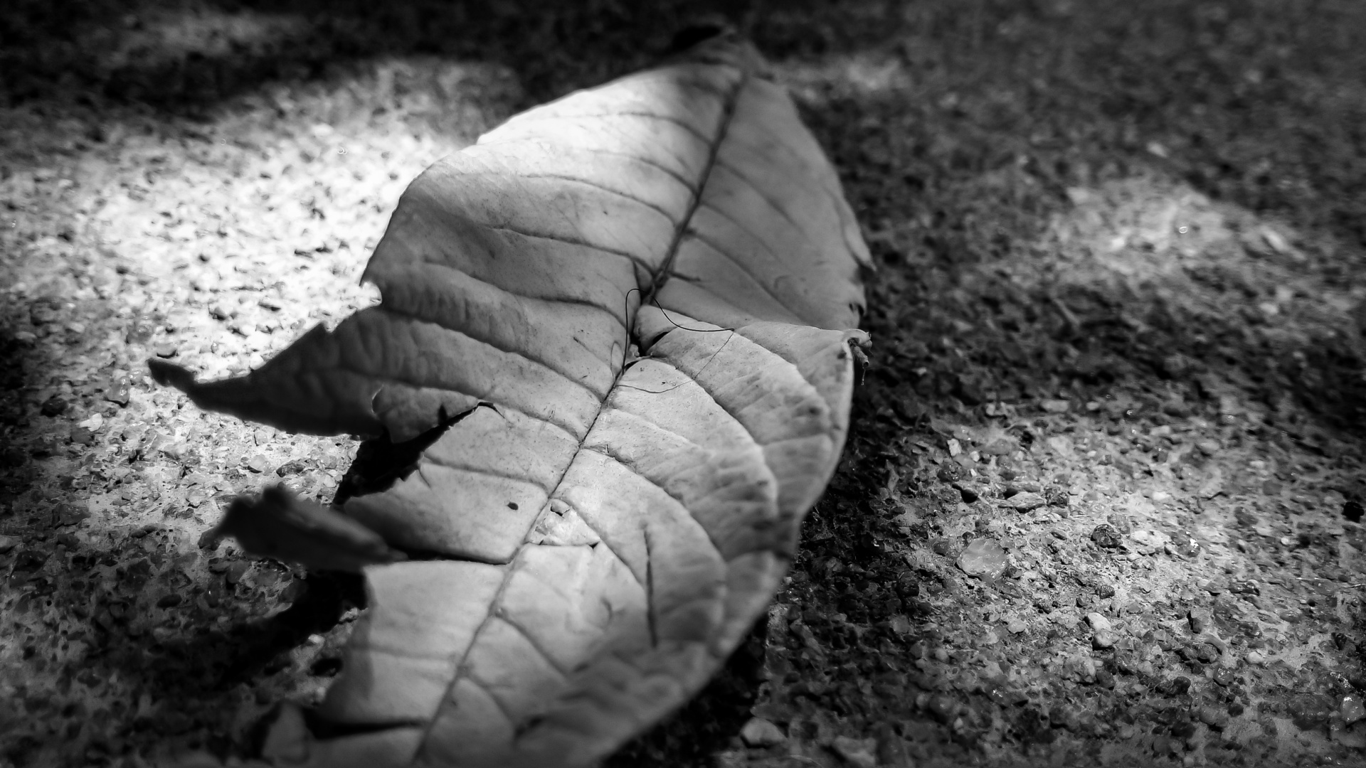 leaf old black white free photo