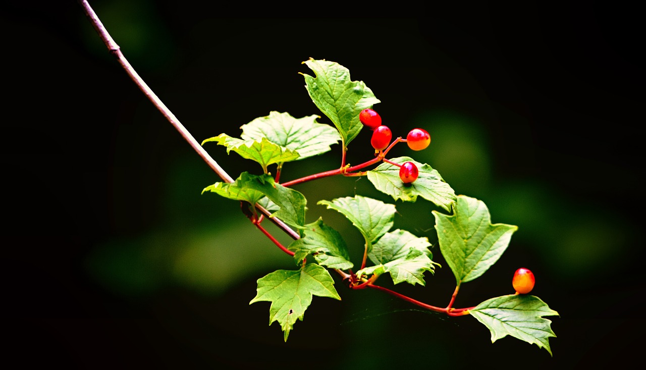 guelder rose  shrub  berries free photo