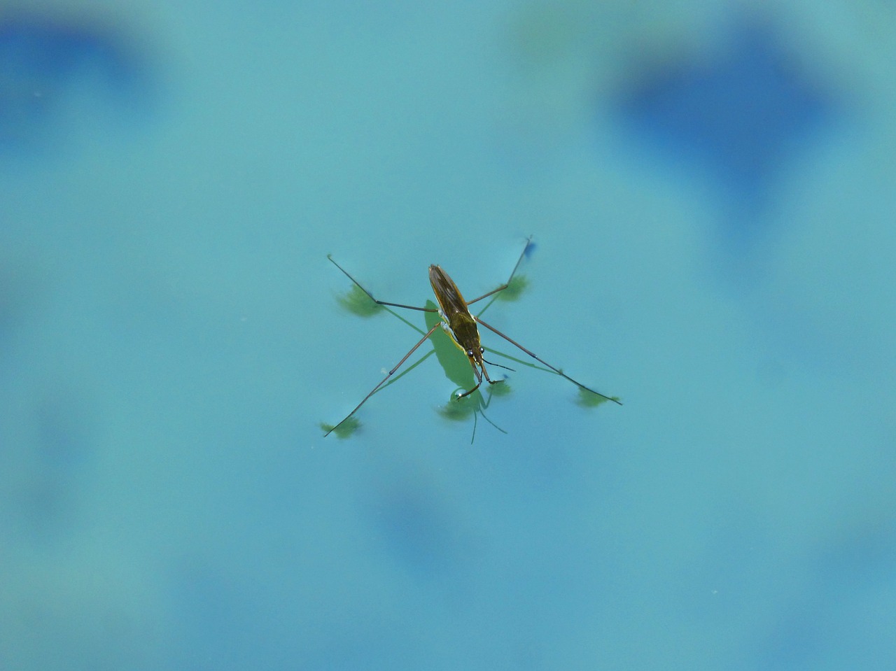 Насекомые в воде. )Клоп-Водомерка (Gerridae SP.). Головастик Водомерка. Водяной Водомерка. Водомерка с крыльями.