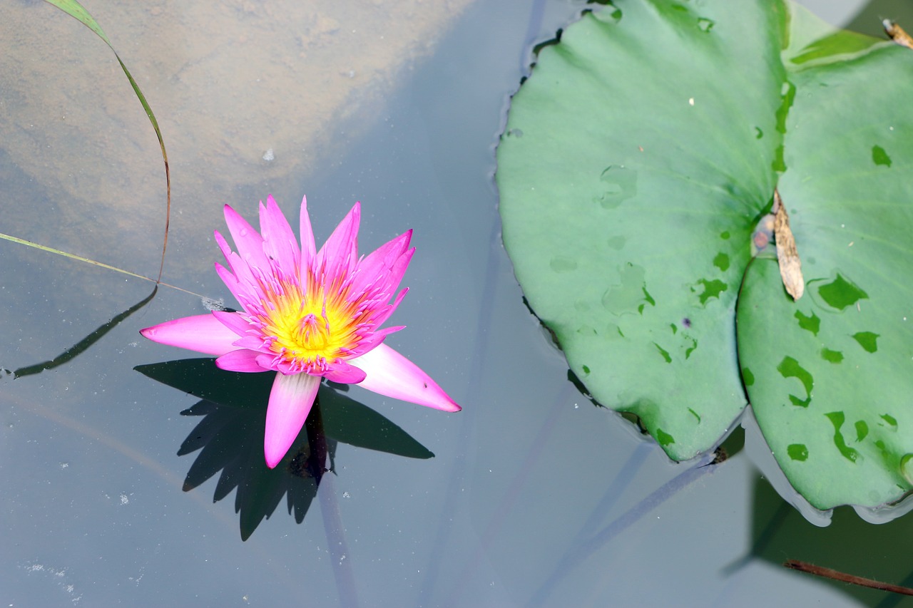 guilin garden expo pond free photo