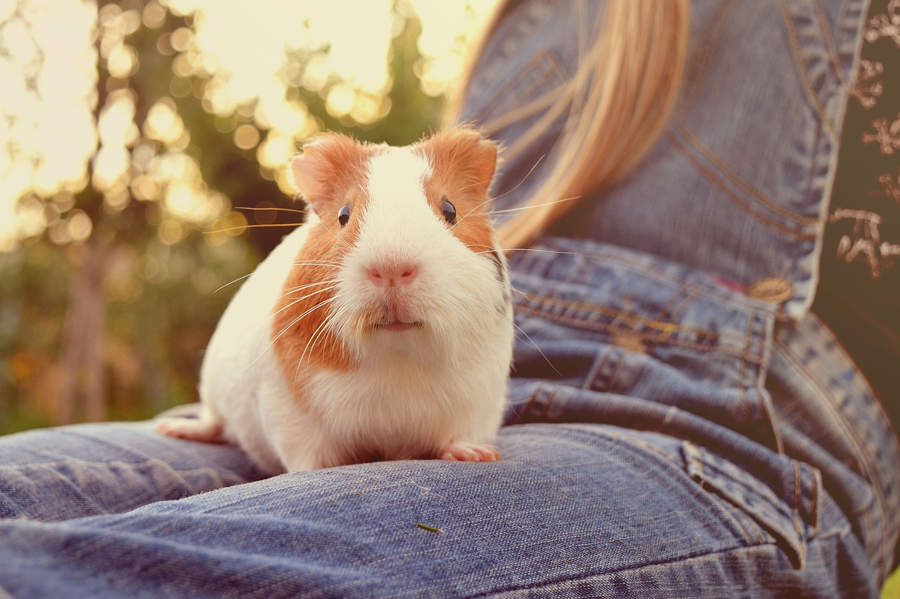 guinea pig animal free photo