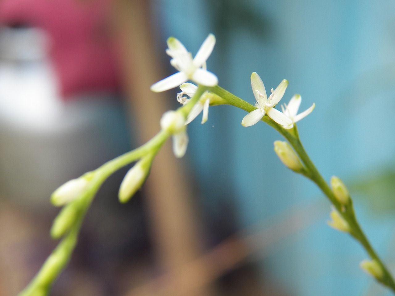 guinea flower white macro free photo