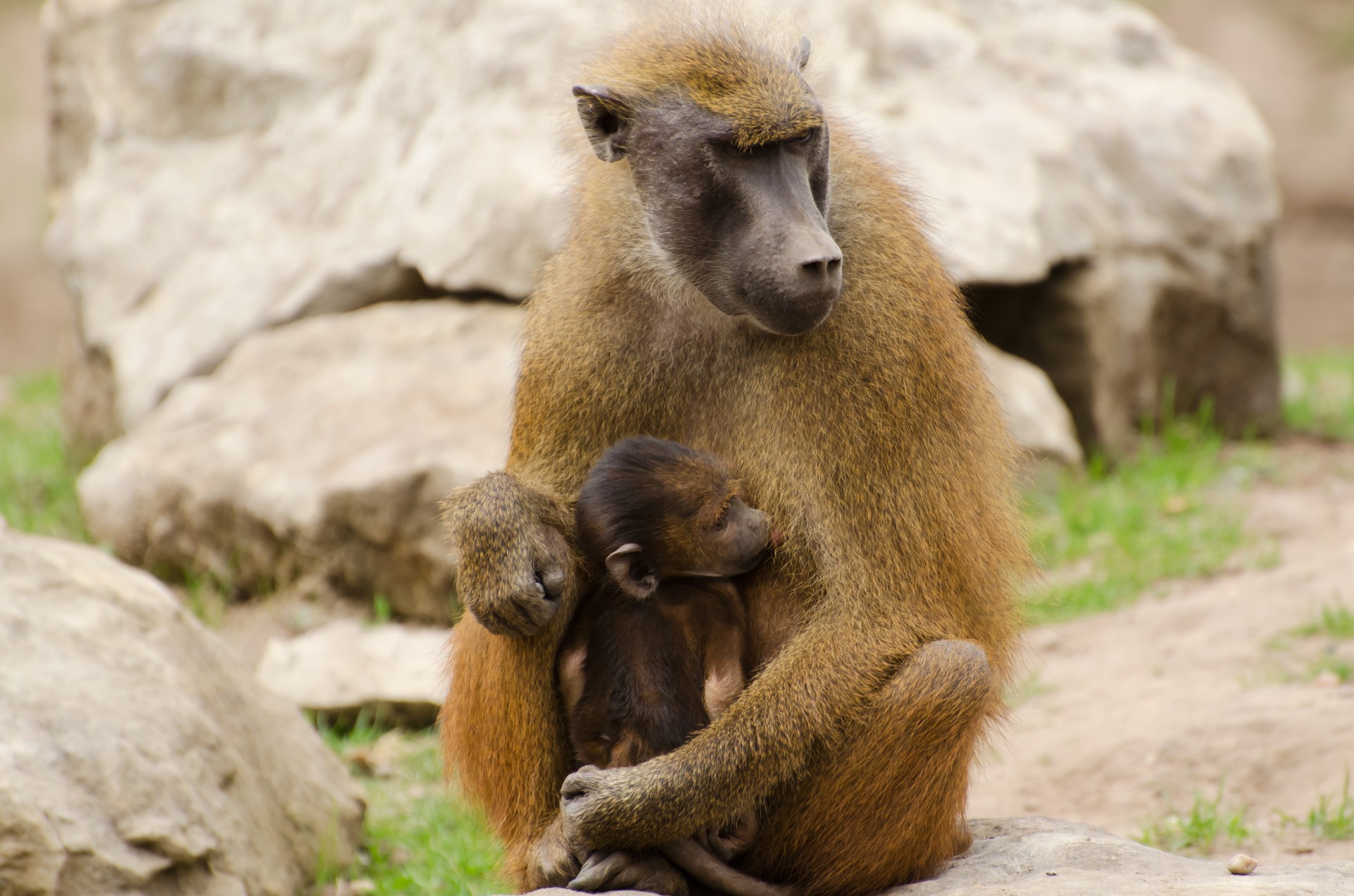 animals baboons brown free photo