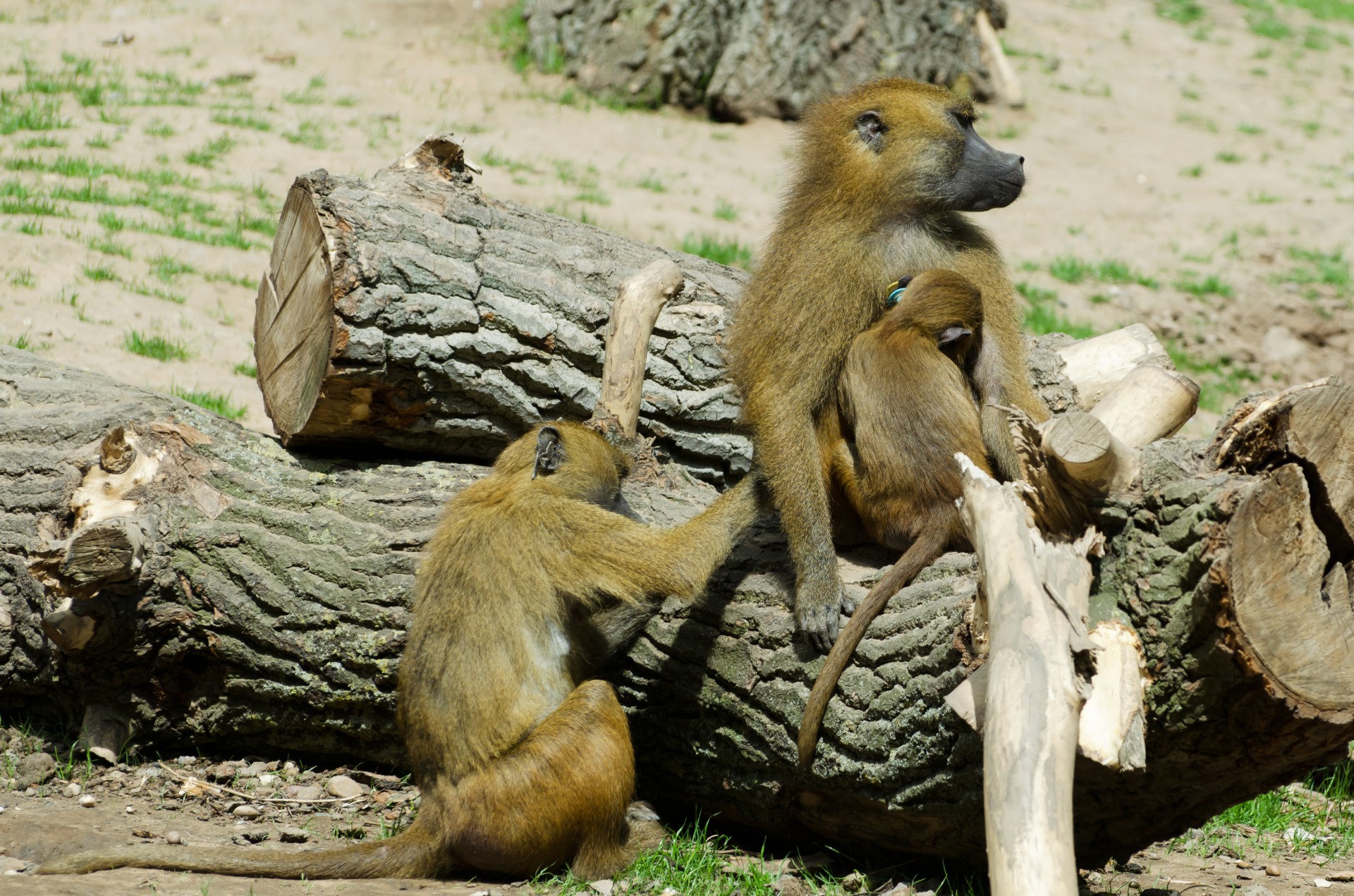 animals baboons brown free photo