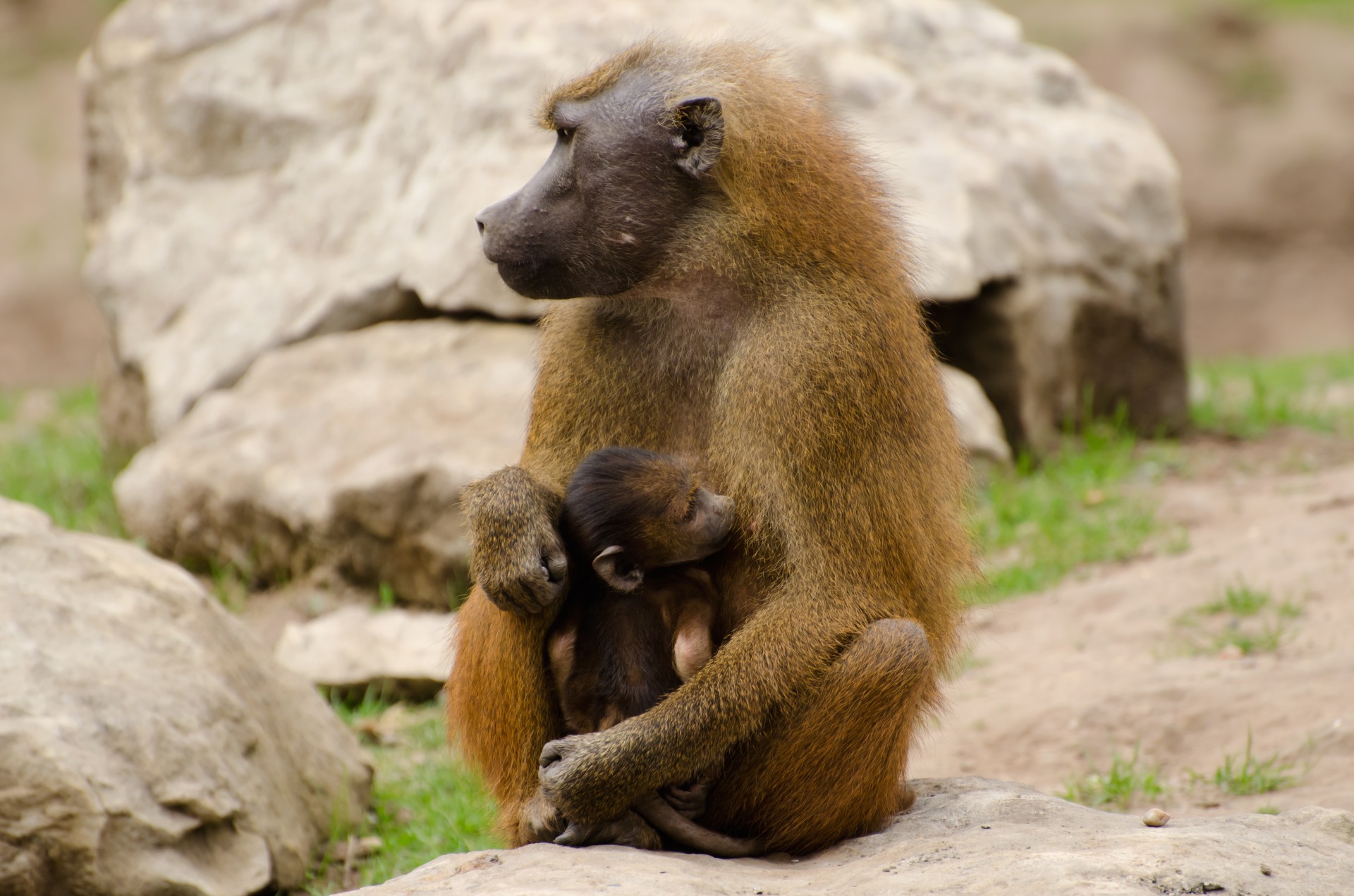 animals baboons brown free photo