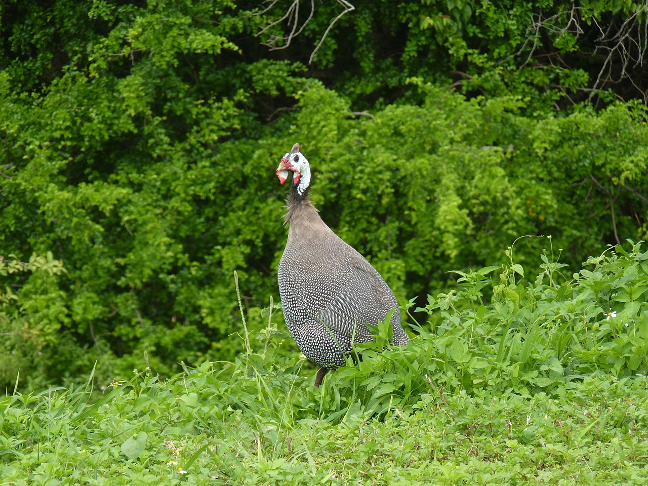 guinea fowl guadeloupe poultry free photo