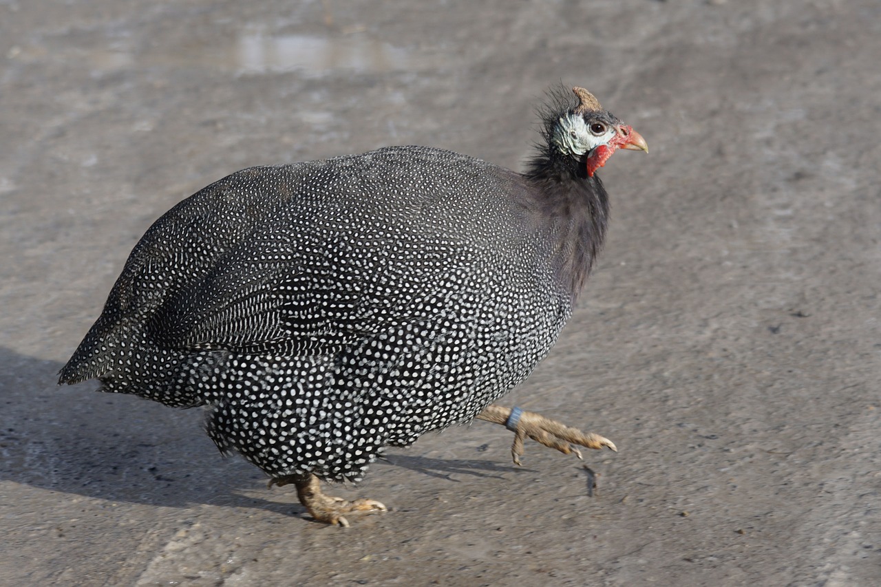 guinea fowl species terrestrial vertebrates free photo