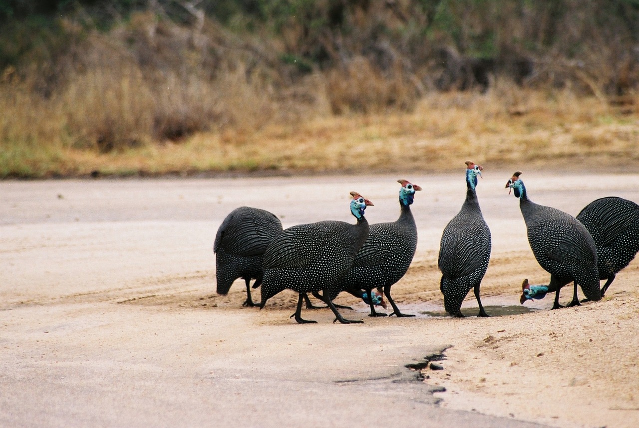 guinea-fowl kruger national park south africa free photo
