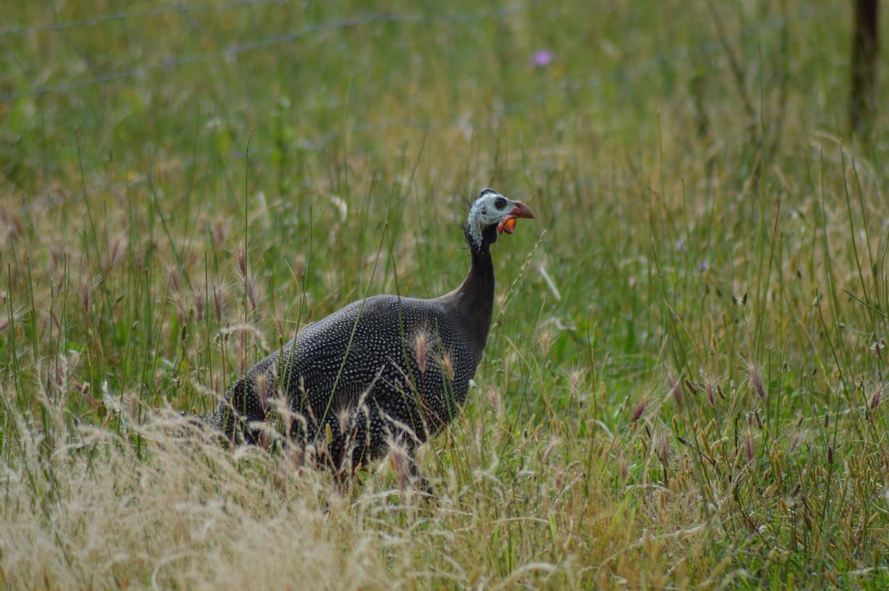 guinea fowl birds poultry free photo