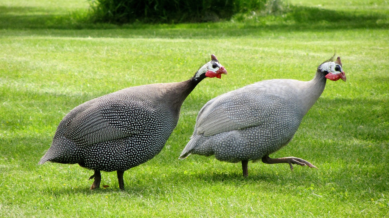 guinea fowl dot chickens poultry birds free photo