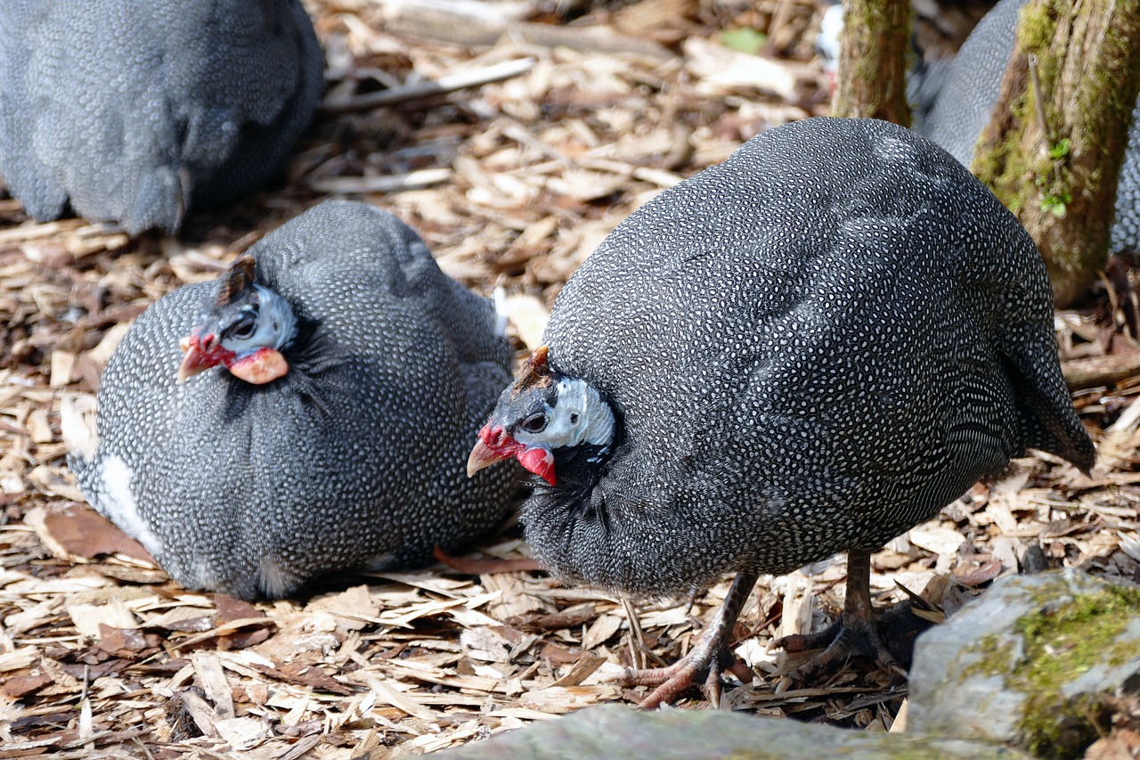 guinea fowl  nature  bird free photo