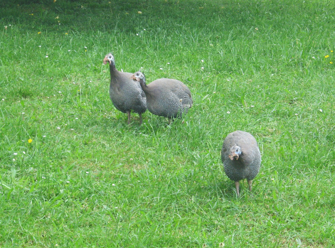 guinea fowl meadow peck free photo