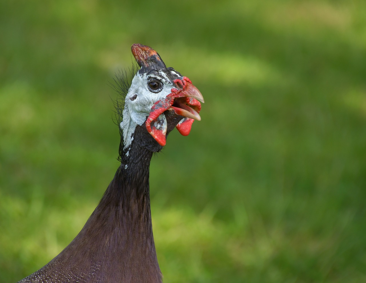 guinea fowl with helmet  portrait  poultry free photo