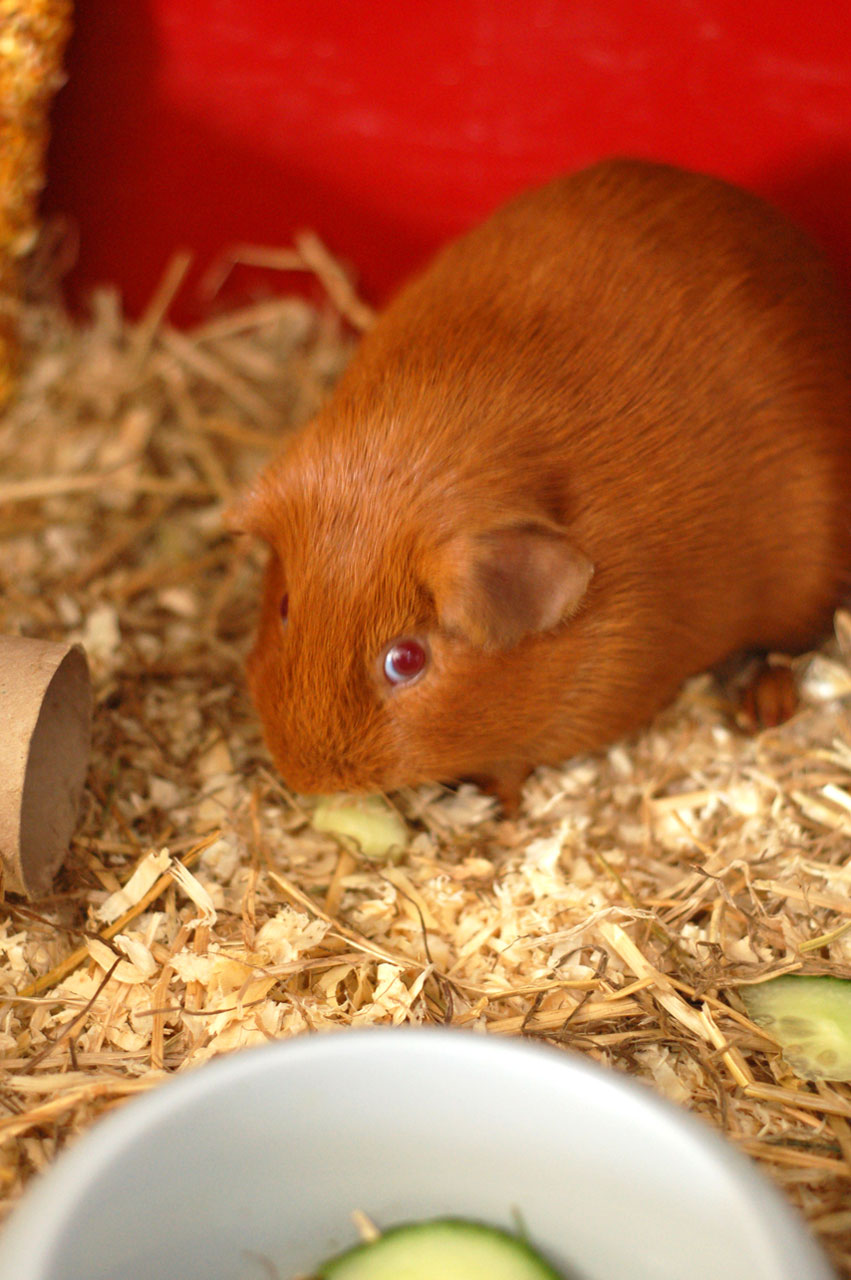 guinea pig animal free photo