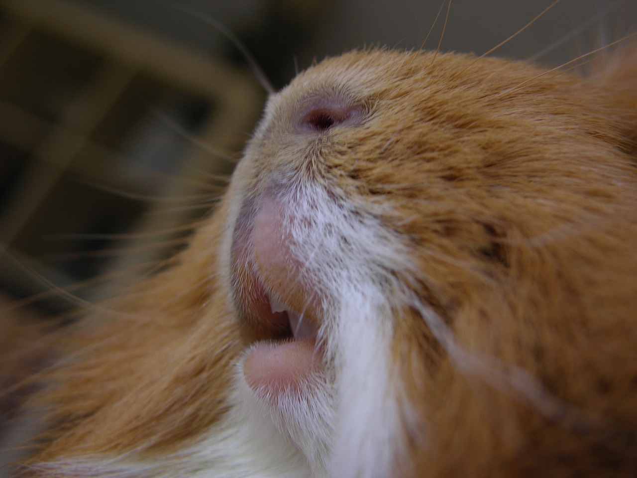 guinea pig close cavy teeth free photo