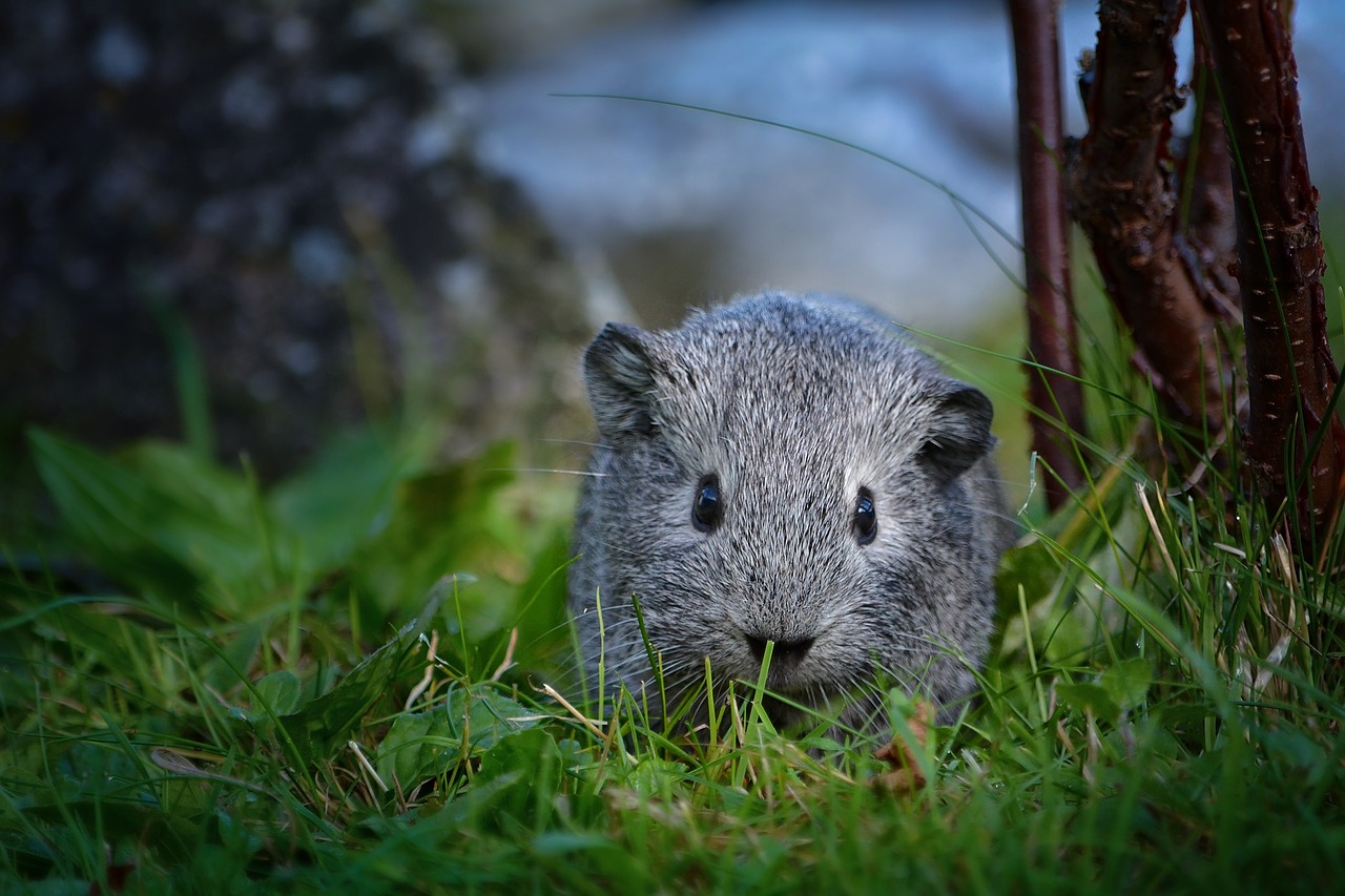 guinea pig young animal baby guinea pigs free photo