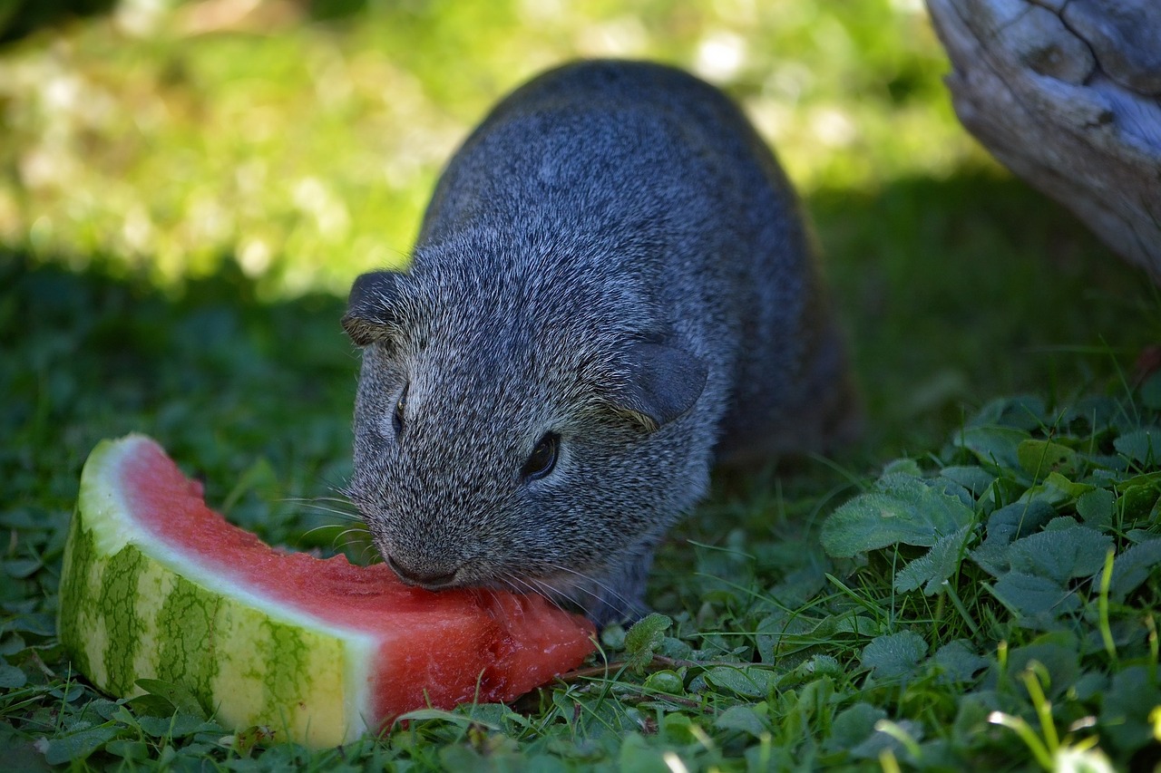 guinea pig young animal smooth hair free photo