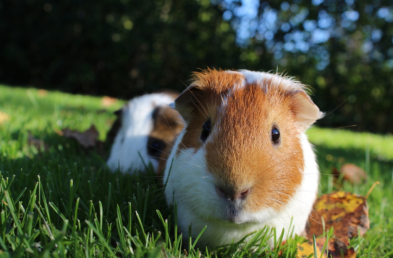guinea pig pet cute free photo
