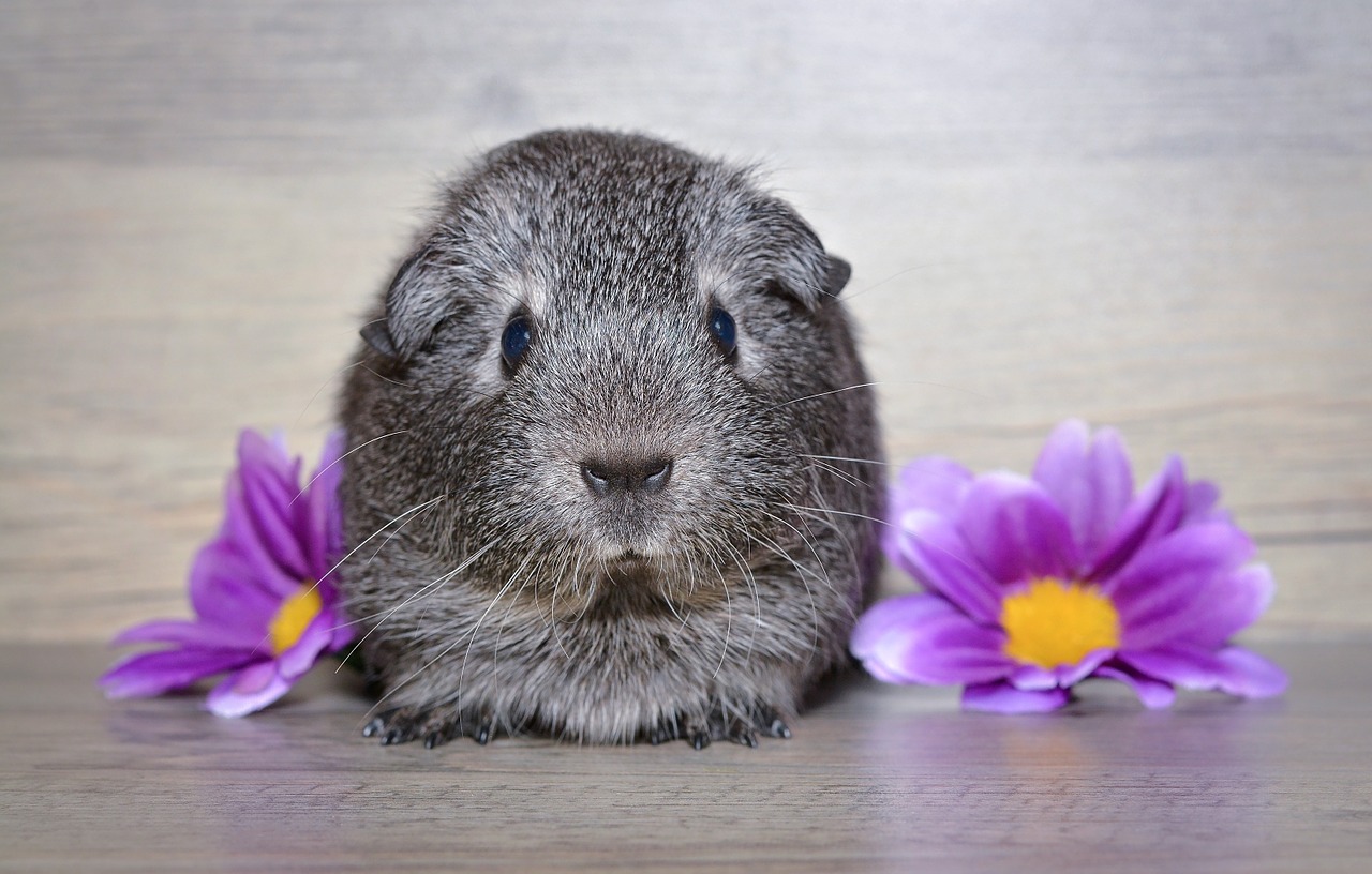 guinea pig young animal smooth hair free photo